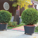 Сад «Эрмитаж» - превью фото 2